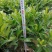 非洲苿莉树苗50✖️50，10斤袋