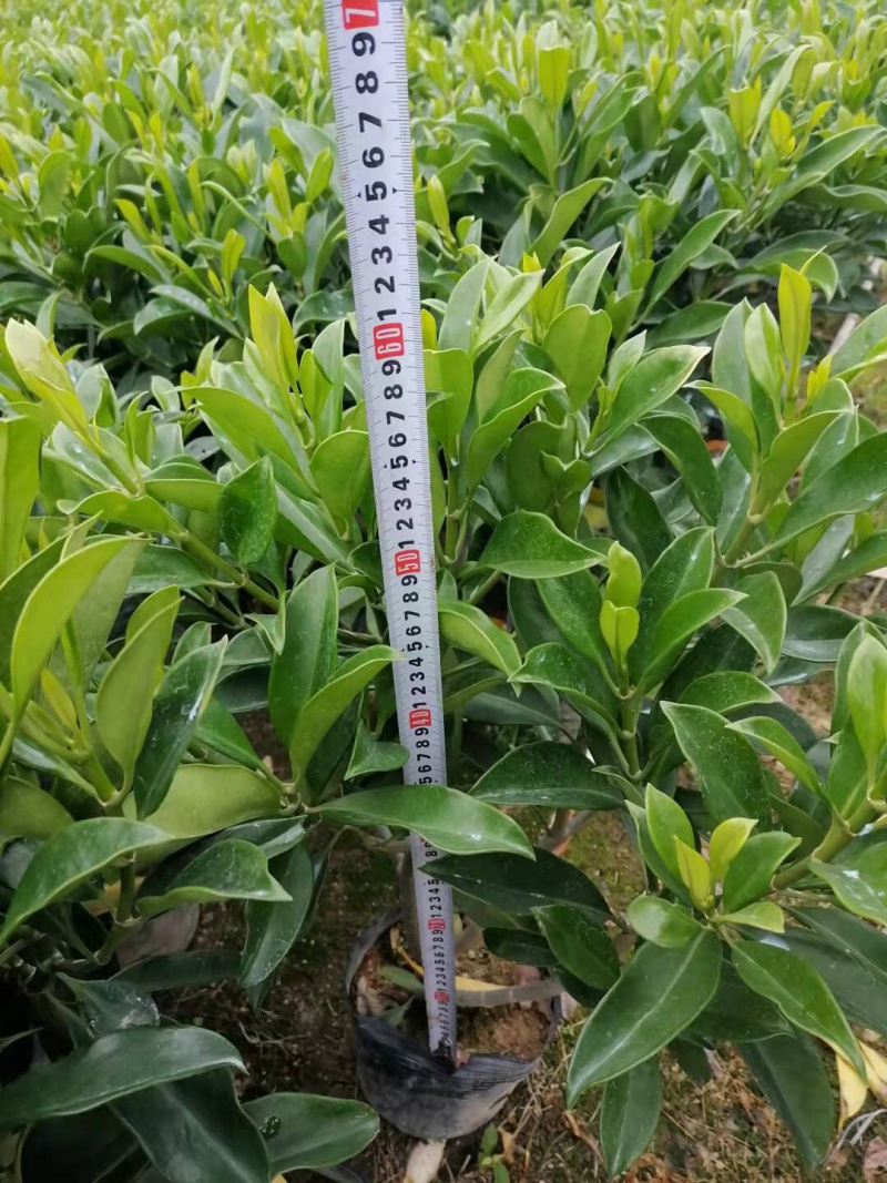 非洲苿莉树苗50✖️50，10斤袋