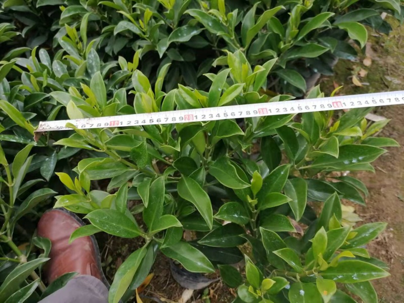 非洲苿莉树苗50✖️50，10斤袋