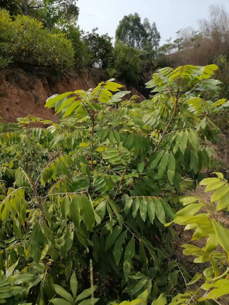 四季龙眼苗，一公分头茎，大量现货