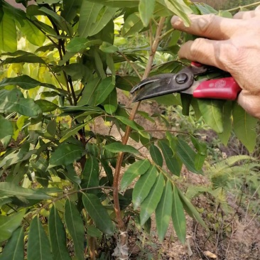 四季龙眼苗，一公分头茎，大量现货