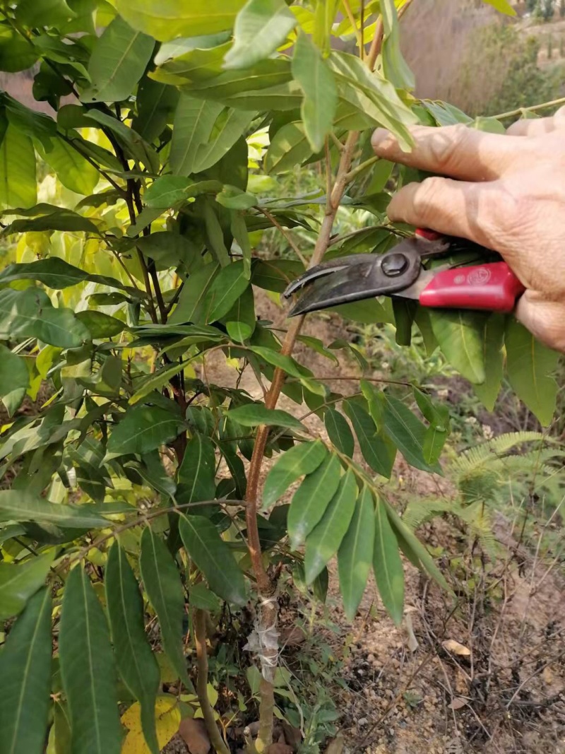四季龙眼苗，一公分头茎，大量现货