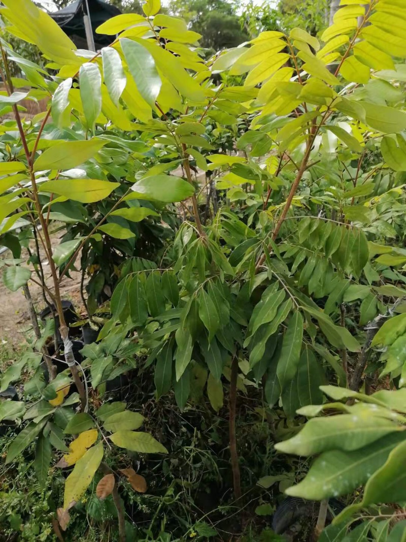 四季龙眼苗，一公分头茎，大量现货