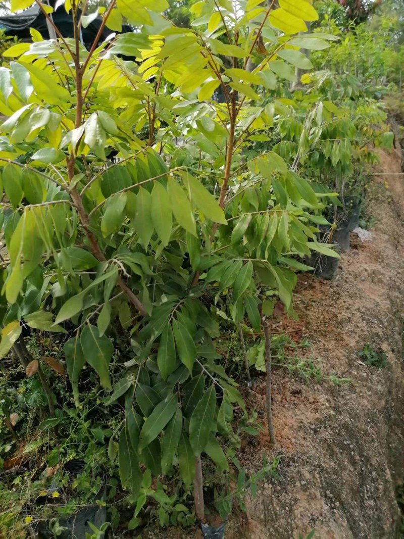 四季龙眼苗，一公分头茎，大量现货