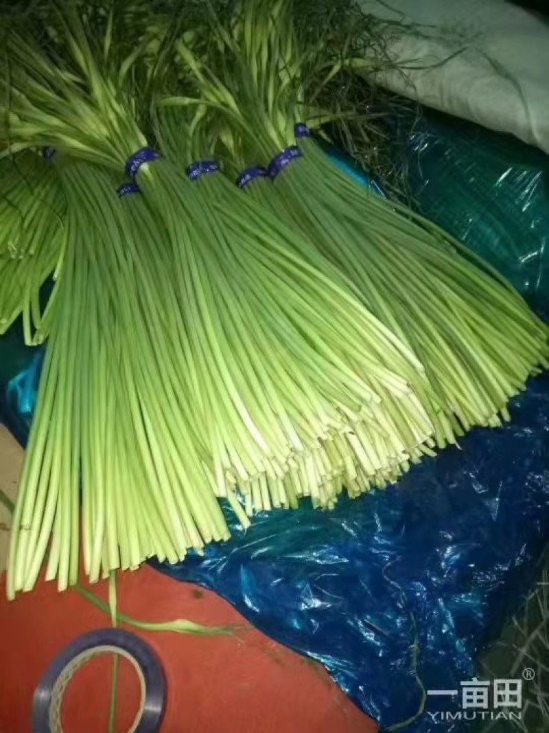 蒜苔精品，大量出库无黄斑，精品加工欢迎实地考察，量大从优