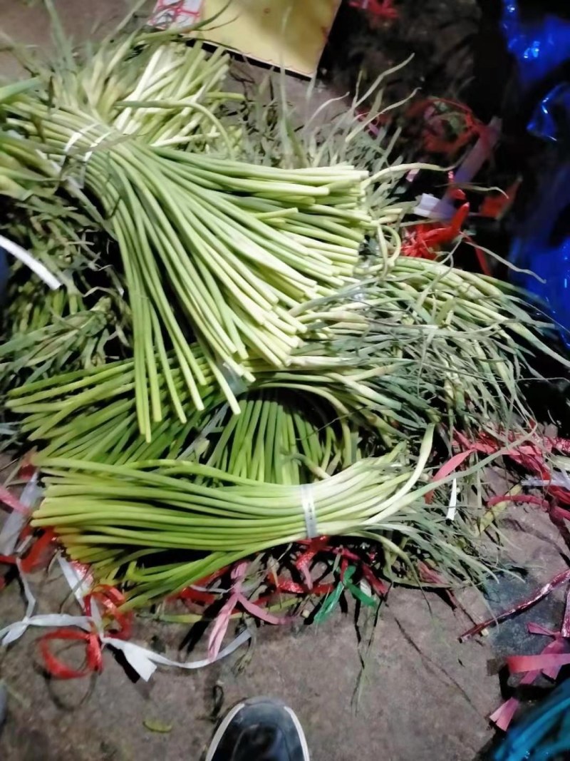蒜苔精品，大量出库无黄斑，精品加工欢迎实地考察，量大从优