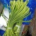 蒜苔精品，大量出库无黄斑，精品加工欢迎实地考察，量大从优