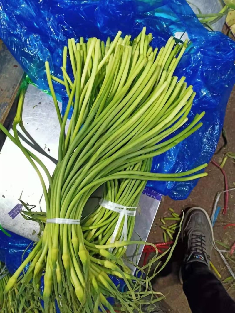 蒜苔精品，大量出库无黄斑，精品加工欢迎实地考察，量大从优