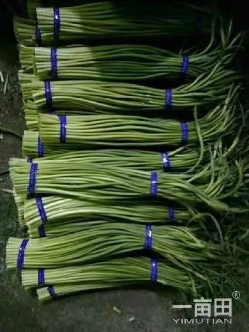 蒜苔精品，大量出库无黄斑，精品加工欢迎实地考察，量大从优