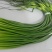 蒜苔精品，大量出库无黄斑，精品加工欢迎实地考察，量大从优
