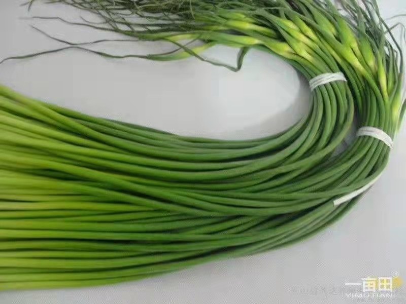 蒜苔精品，大量出库无黄斑，精品加工欢迎实地考察，量大从优