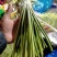蒜苔精品，大量出库无黄斑，精品加工欢迎实地考察，量大从优