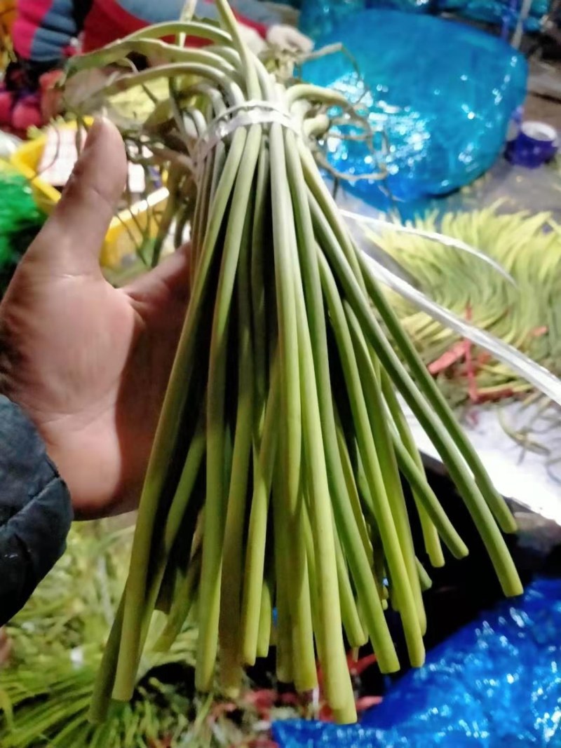 蒜苔精品，大量出库无黄斑，精品加工欢迎实地考察，量大从优