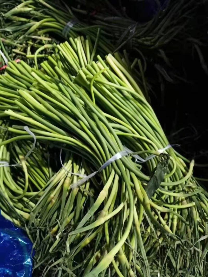 蒜苔精品，大量出库无黄斑，精品加工欢迎实地考察，量大从优