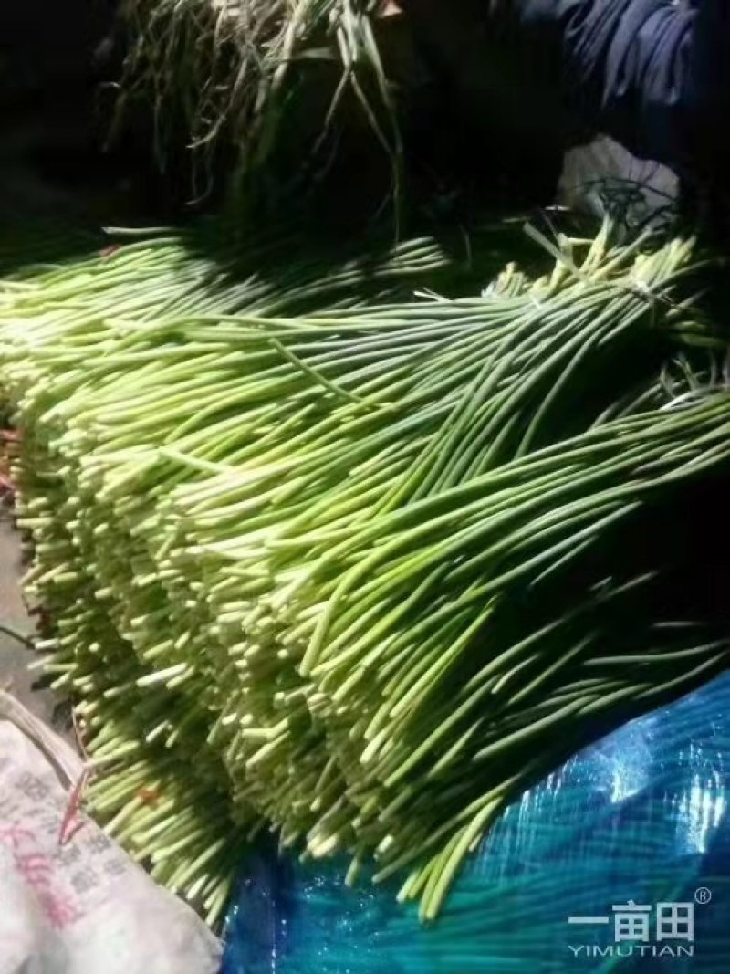 蒜苔精品，大量出库无黄斑，精品加工欢迎实地考察，量大从优