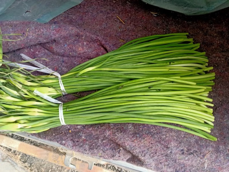 蒜苔精品，大量出库无黄斑，精品加工欢迎实地考察，量大从优