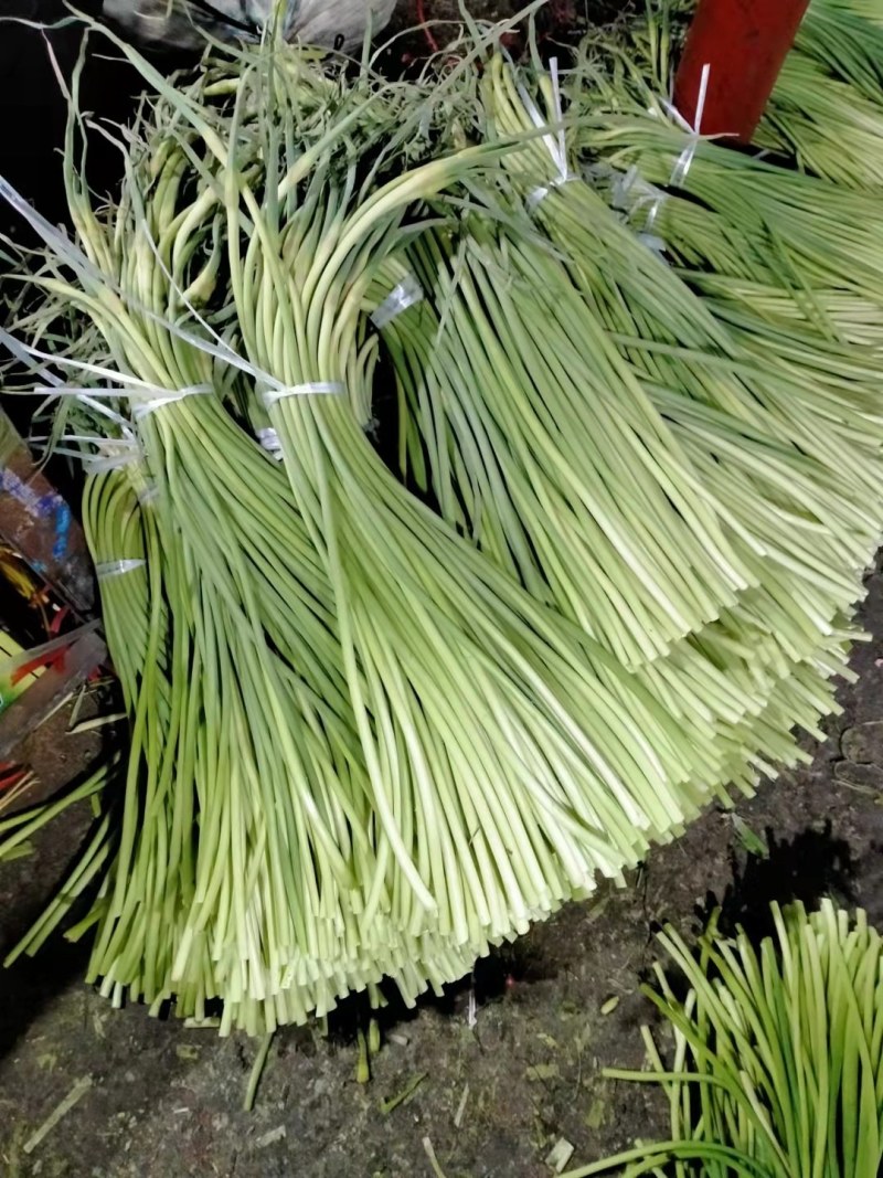 蒜苔精品，大量出库无黄斑，精品加工欢迎实地考察，量大从优