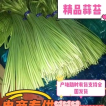 蒜苔精品，大量出库无黄斑，精品加工欢迎实地考察，量大从优