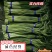 蒜苔精品，大量出库无黄斑，精品加工欢迎实地考察，量大从优