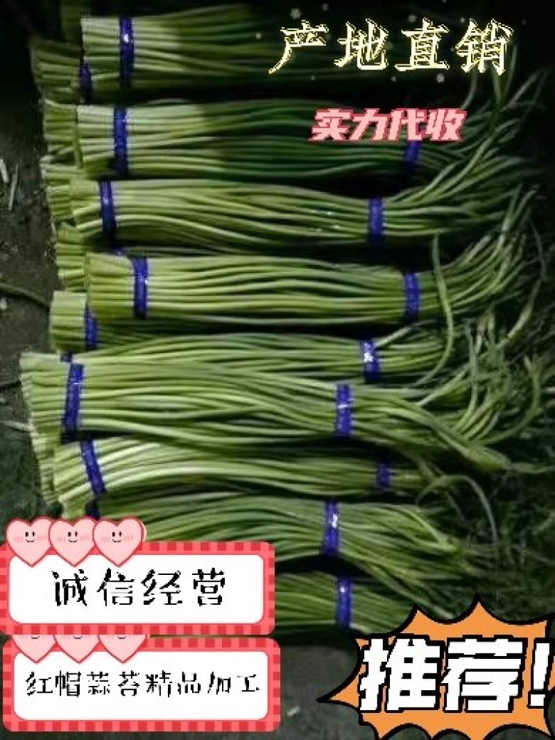 蒜苔精品，大量出库无黄斑，精品加工欢迎实地考察，量大从优