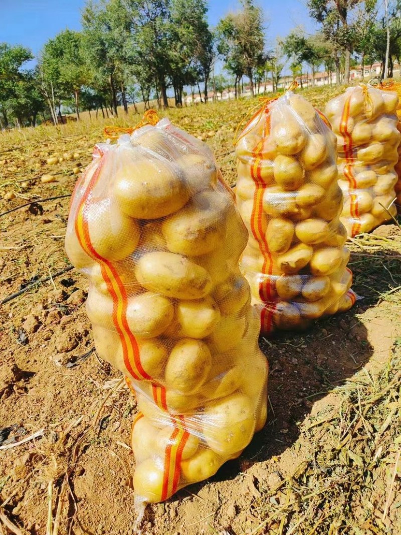 荷兰十五新货大量有货保证质量价格实惠