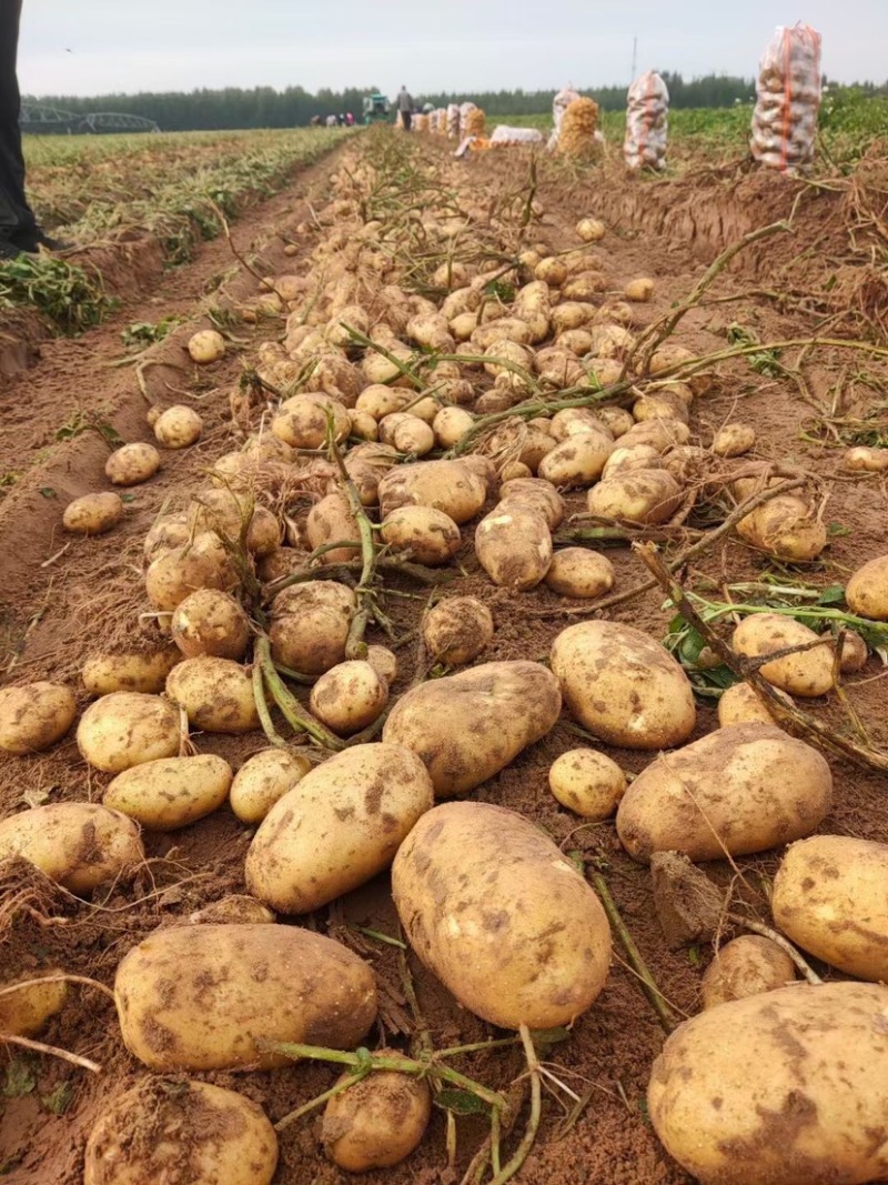 荷兰十五新货大量有货保证质量价格实惠