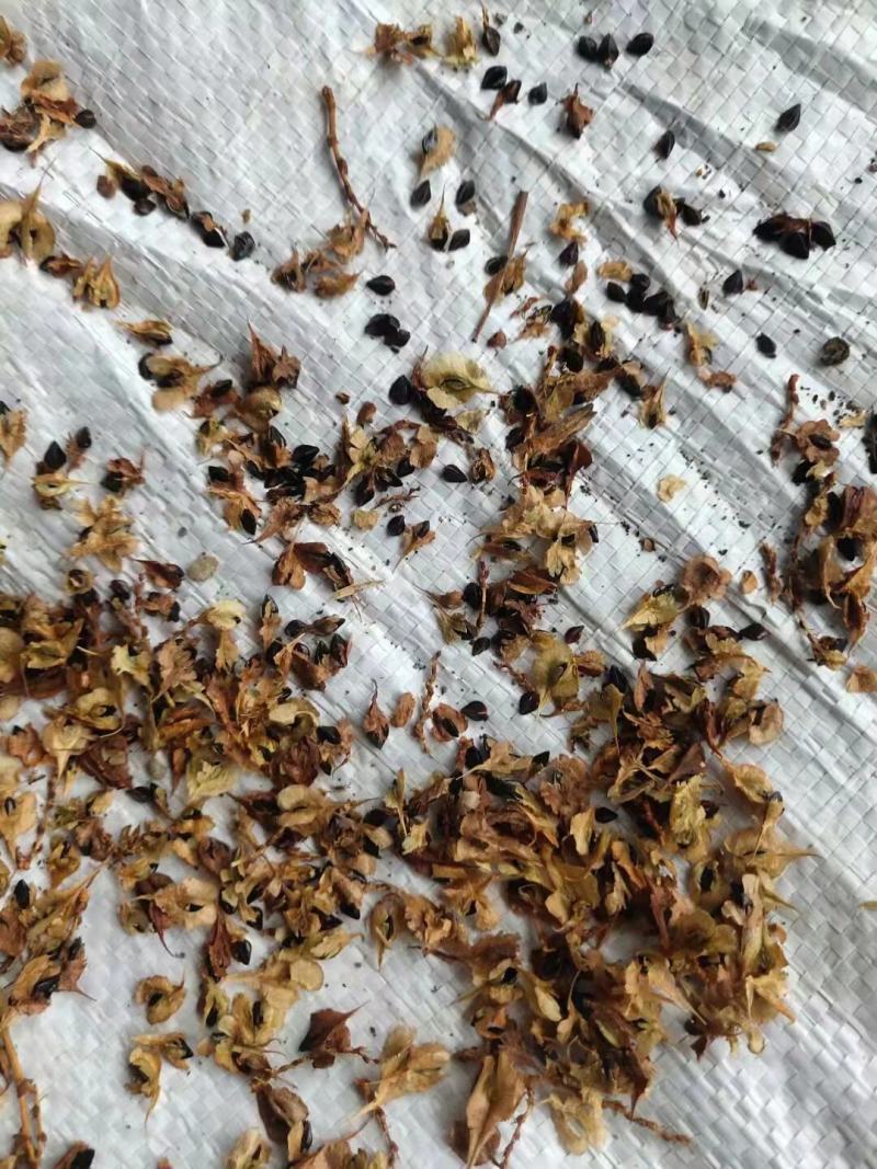 虎杖种籽，