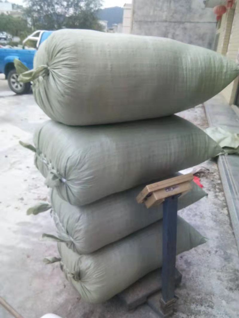 虎杖种籽，