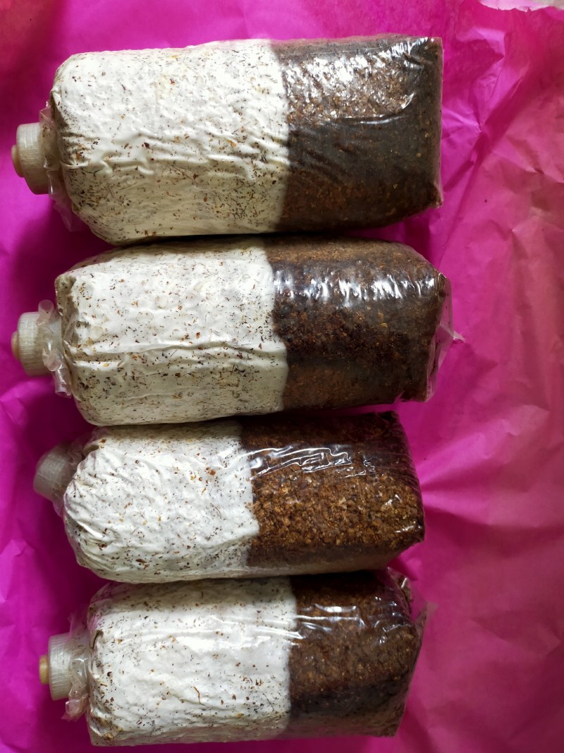 灰树花菌种，鸡枞菌，菌种，母种，原种提供技术指导