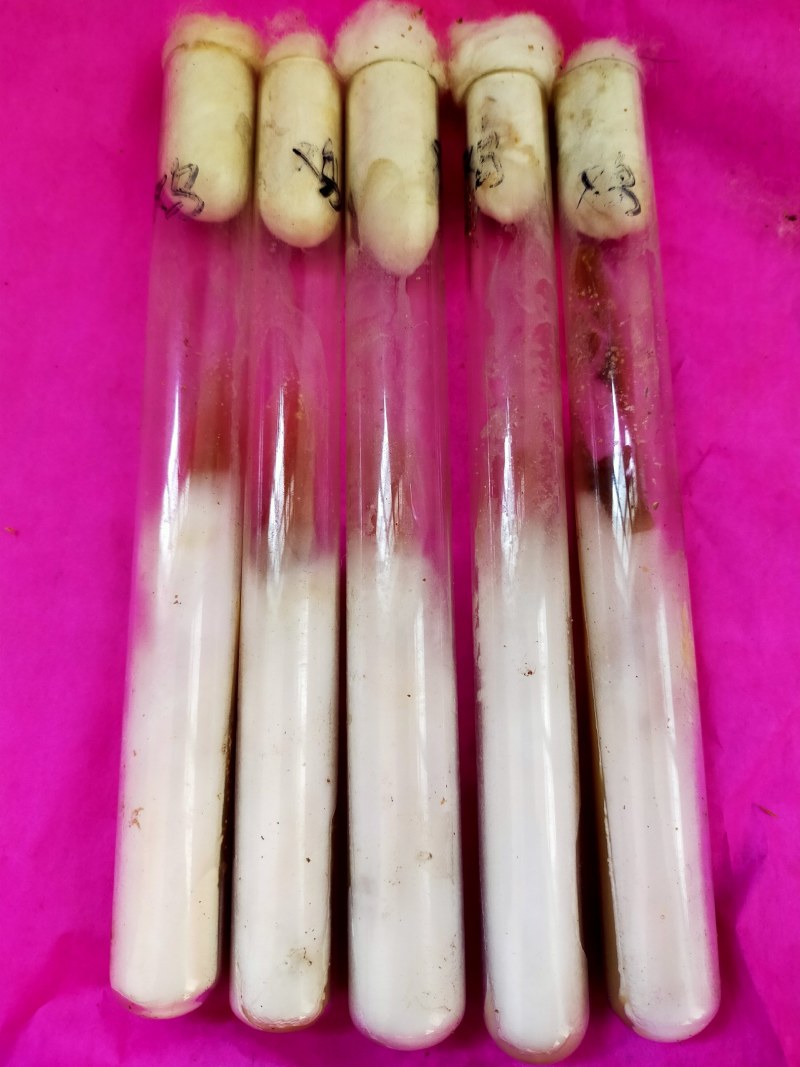 灰树花菌种，鸡枞菌，菌种，母种，原种提供技术指导