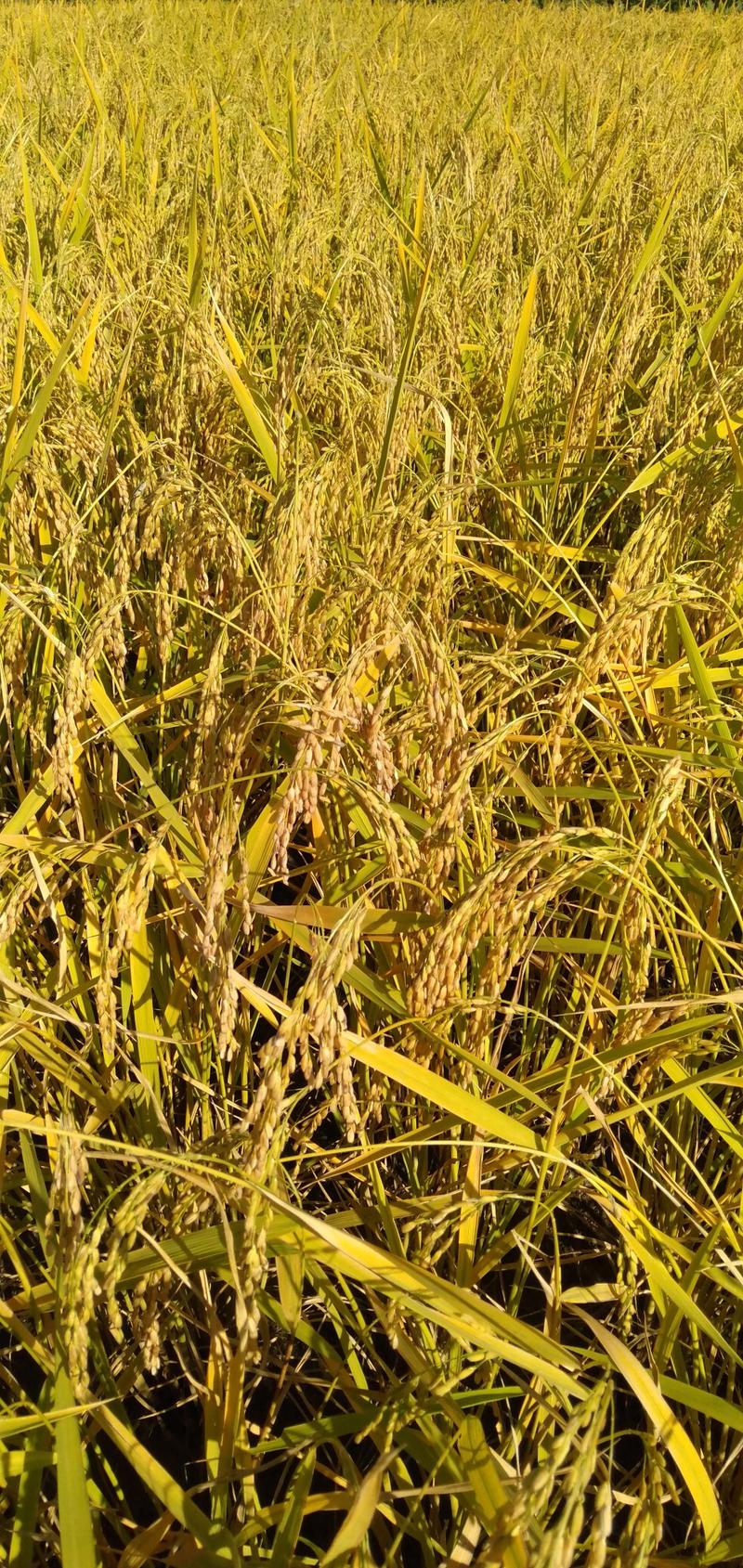 谷类作物五常稻花香稻谷，自己合作种植，适合小型米机及大型