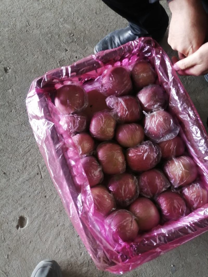 【精品红富士】山西运城膜袋富士脆甜可口一手货源可视频看货