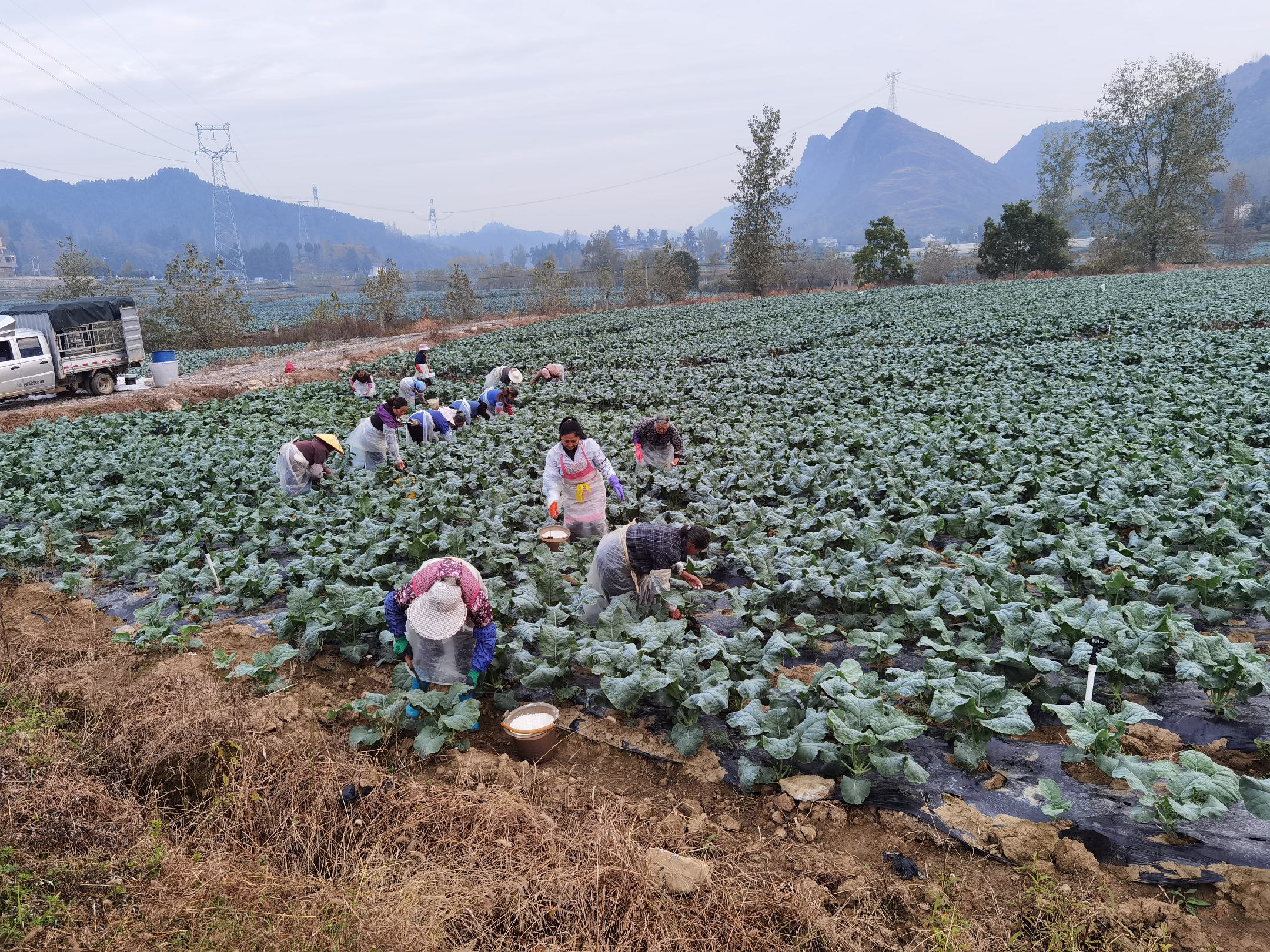 图中展示的是农民正在进行西兰花田间除草和灌溉作业 西兰花种植田间管理现场