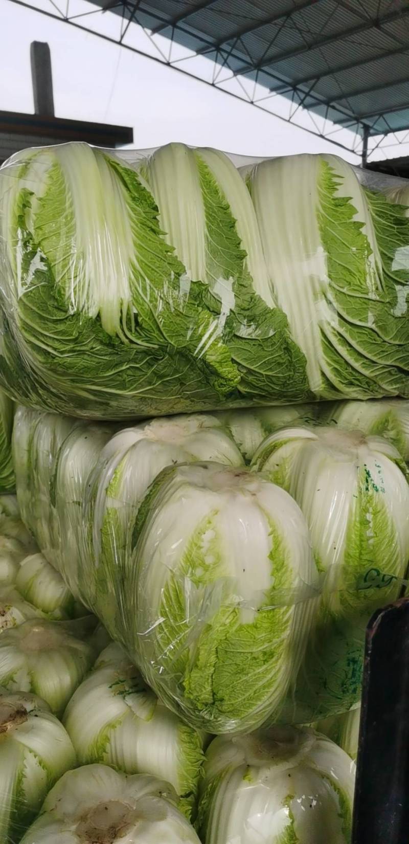 优质白菜品类齐全基地一手货源大量供应价格实惠