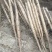 冠县白玉山药基地，毛山药。绿叶大双棒。全国发货。质量有保