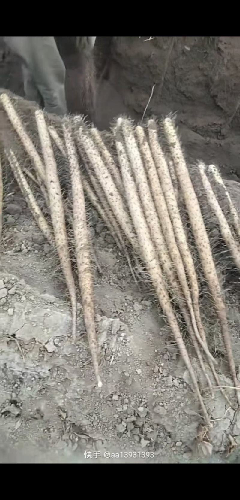 冠县白玉山药基地，毛山药。绿叶大双棒。全国发货。质量有保