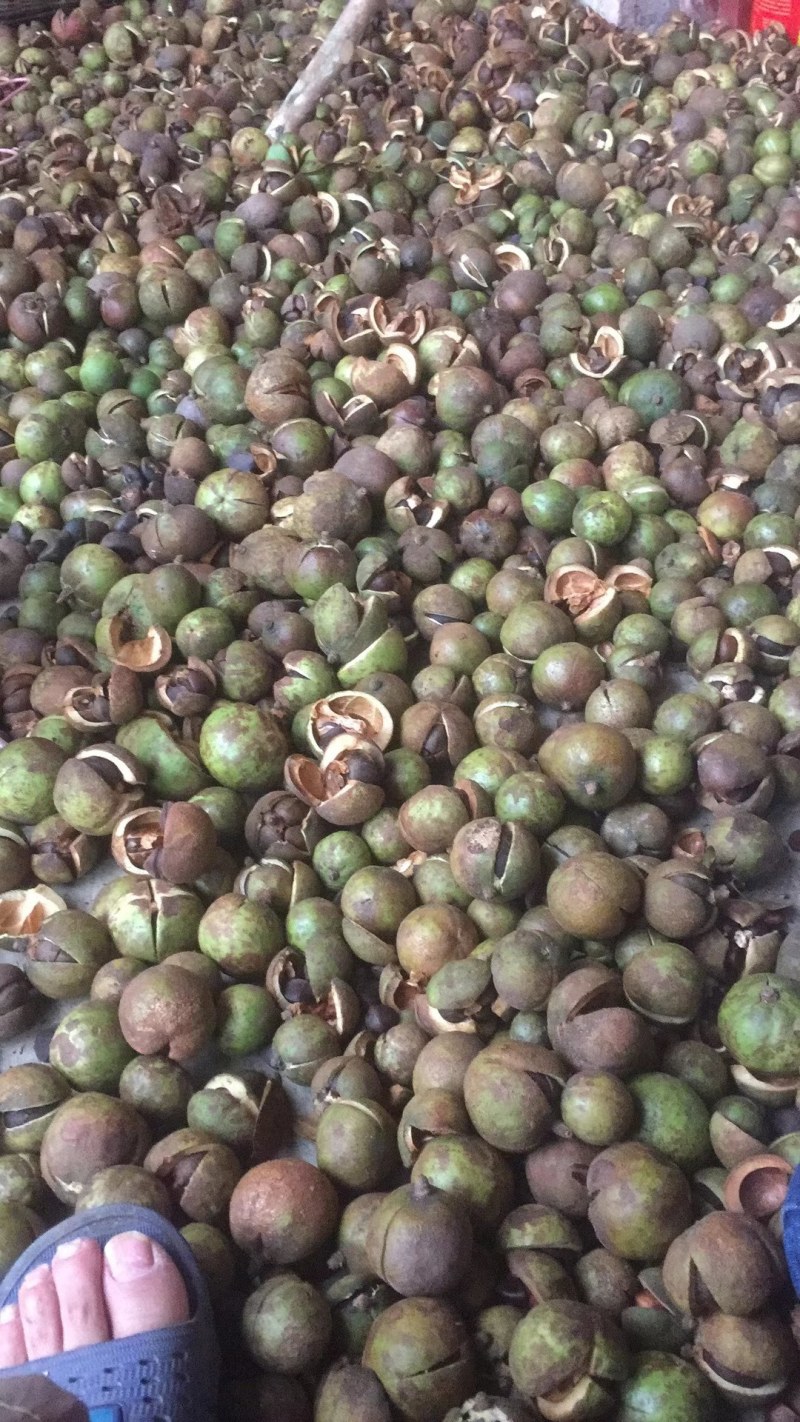 高山油茶油