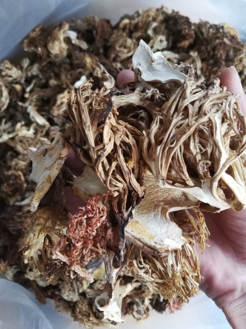 云南本地珊瑚菌扫把菌，货与图片一致