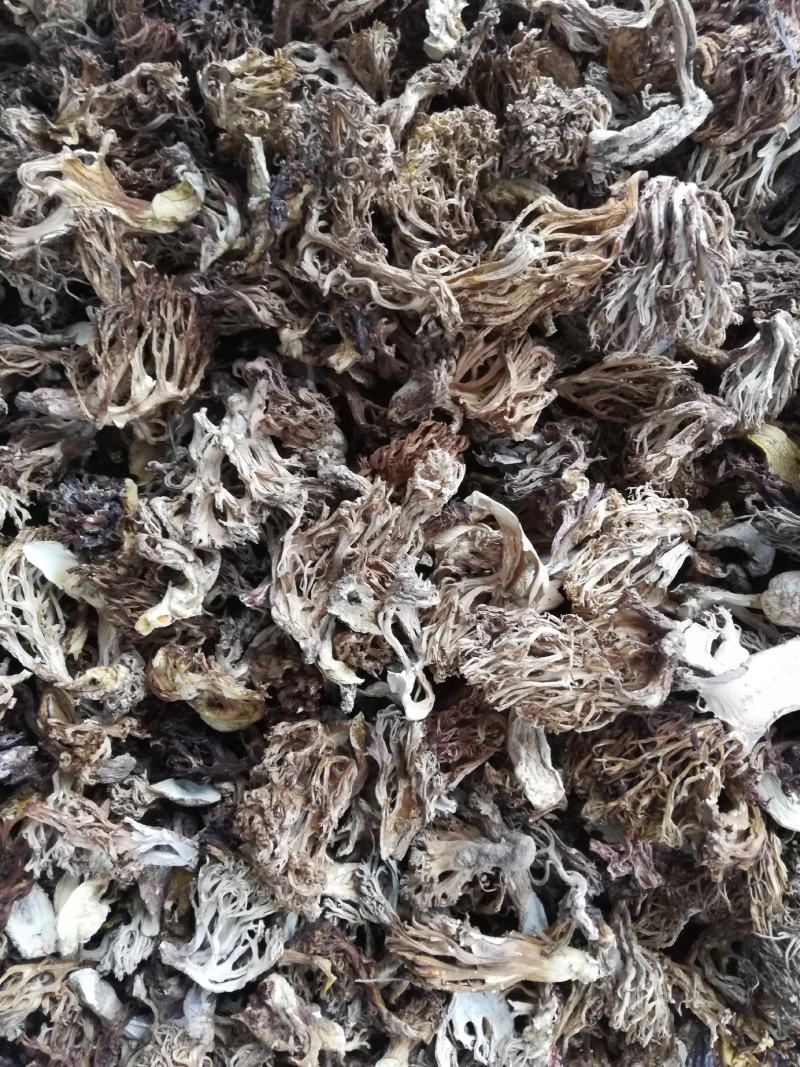 云南本地珊瑚菌扫把菌，货与图片一致