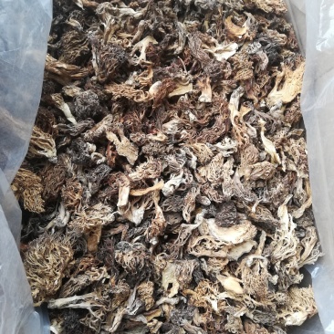 云南本地珊瑚菌扫把菌，货与图片一致