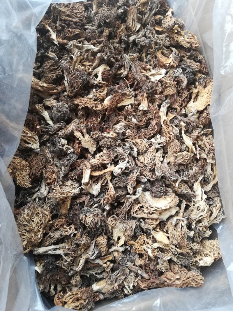 云南本地珊瑚菌扫把菌，货与图片一致