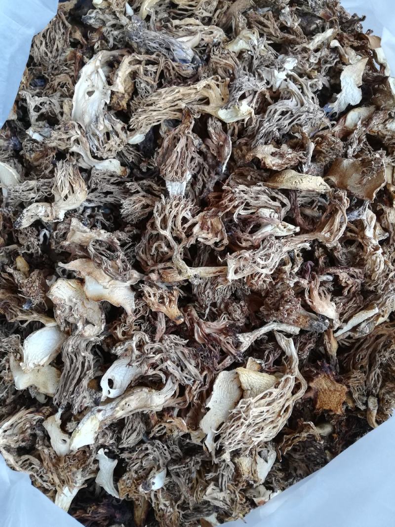 云南本地珊瑚菌扫把菌，货与图片一致