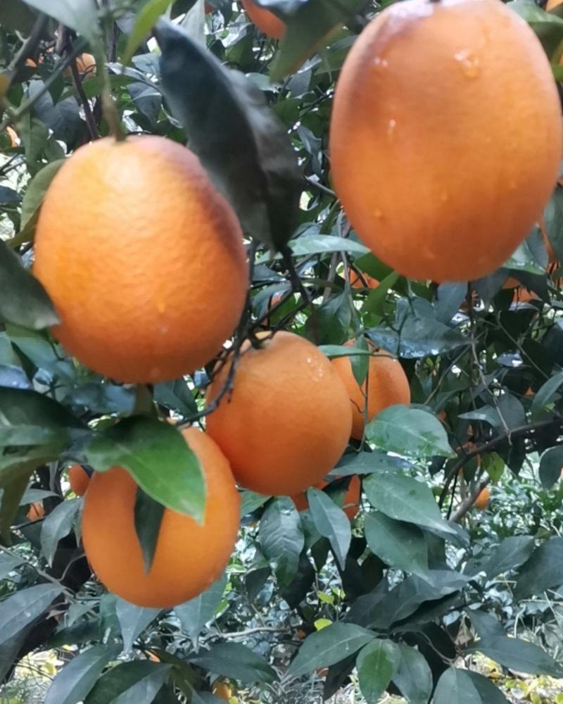 秭归伦晚脐橙产地供应果园看货以质伦价源充足欢迎联系