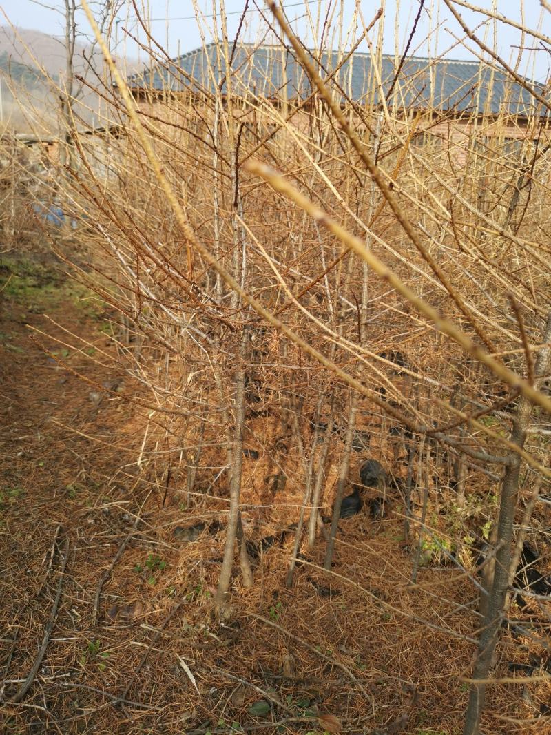 落叶松杯苗各种规格齐全欢迎咨询合作品质保证