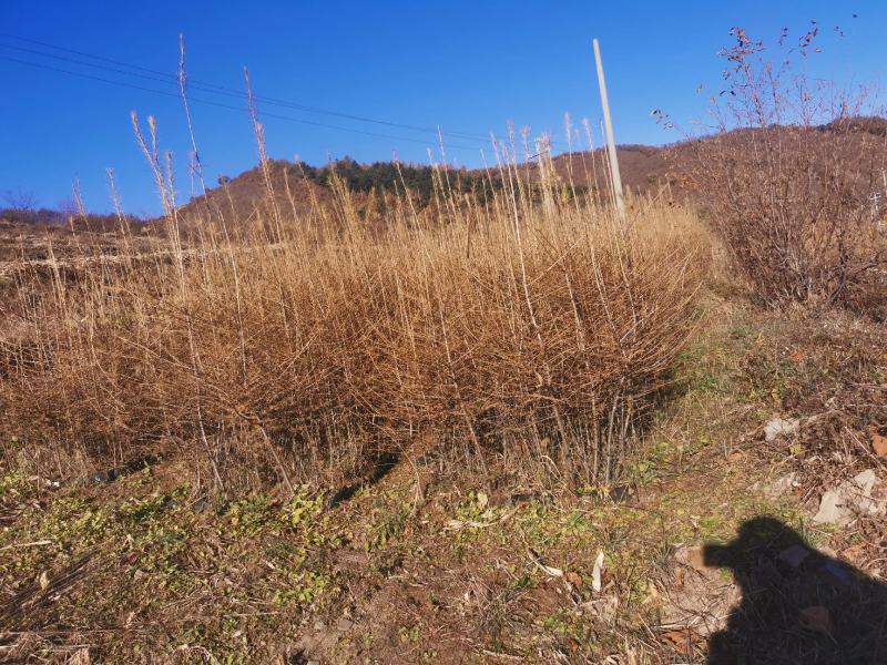 落叶松杯苗各种规格齐全欢迎咨询合作品质保证