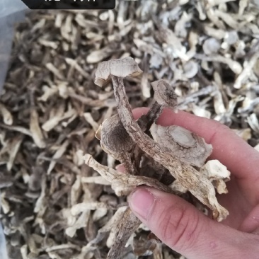 精品鹿茸菇