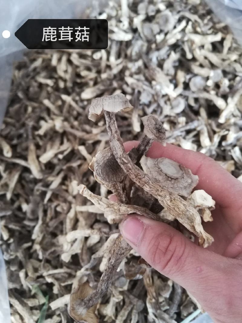精品鹿茸菇