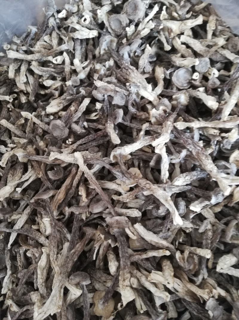 精品鹿茸菇