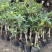 嫁接四季桂花树苗盆栽浓香型花卉植物丹桂金桂庭院室内带开花