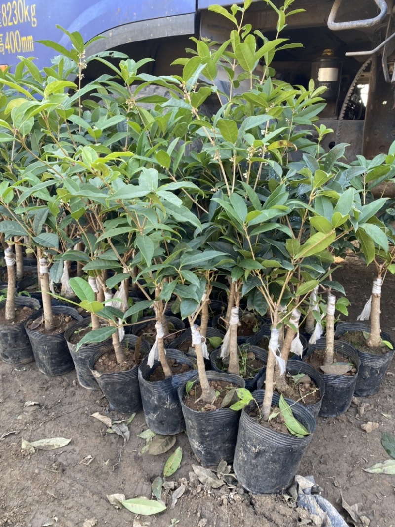 嫁接四季桂花树苗盆栽浓香型花卉植物丹桂金桂庭院室内带开花